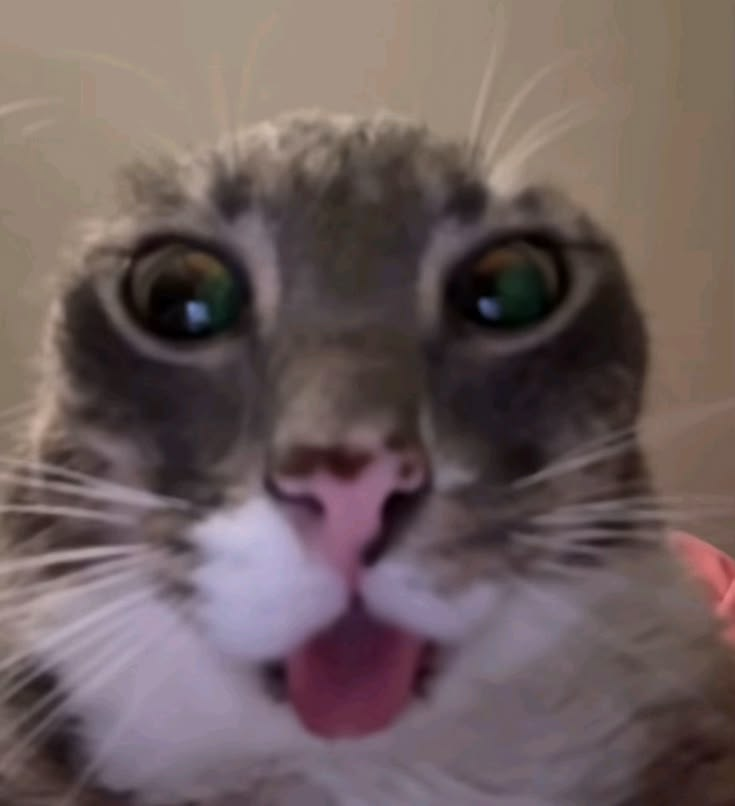 Original cat specimen